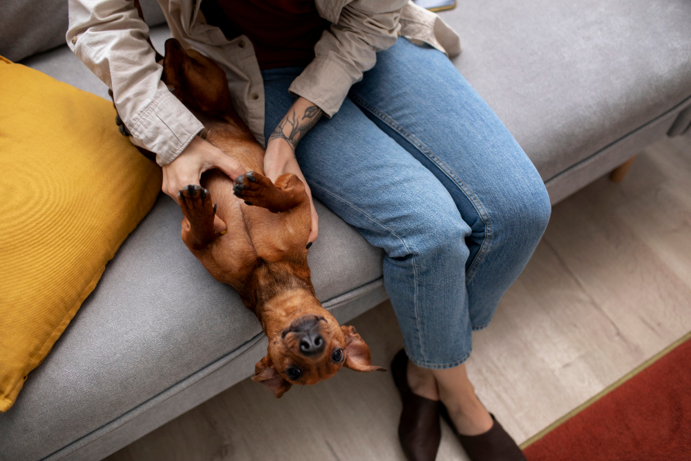 sofa cleaning Randburg, upholstery cleaning Randburg, couch cleaning Randburg, pet stain removal sofa, pet dander removal upholstery, dog smell removal couch, cat urine smell removal sofa, deep cleaning sofa Randburg, professional sofa cleaning services Randburg, upholstery deep cleaning Johannesburg, couch cleaning services near me, sofa stain removal services, muddy paw prints sofa cleaning, pet hair removal couch, fabric sofa cleaning Randburg, leather sofa cleaning Randburg, home upholstery cleaning services, residential deep cleaning Randburg, carpet and upholstery cleaning Randburg, eco friendly sofa cleaning, steam cleaning sofa Randburg, hot water extraction upholstery, sofa deodorising service, anti allergen sofa cleaning, sofa sanitising services, dust mite removal upholstery, sofa cleaning for pet owners, pet friendly cleaning services Randburg, couch deep cleaning near me, sofa cleaning company Randburg, furniture cleaning Randburg, lounge suite cleaning Randburg, mattress and sofa cleaning Randburg, affordable sofa cleaning Randburg, same day sofa cleaning Randburg, emergency upholstery cleaning Randburg, sofa cleaning Northcliff, sofa cleaning Blairgowrie, sofa cleaning Linden, sofa cleaning Bordeaux, sofa cleaning Northriding, Randburg deep cleaners services, professional couch cleaners Johannesburg, best sofa cleaning Randburg, sofa cleaning prices Randburg, upholstery cleaning quotes Randburg, sofa cleaning deals Randburg, home cleaning services Randburg, full house deep cleaning Randburg, pet odour removal services, sofa cleaning tips pet owners, how to clean sofa stains, how to remove pet dander from couch, how to clean muddy paw prints sofa